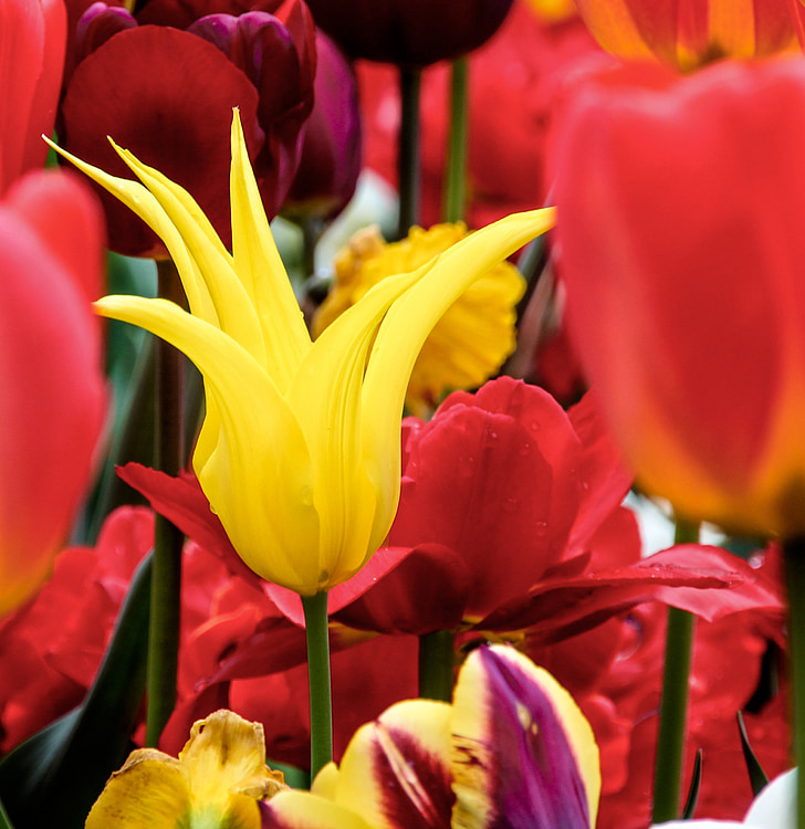 tulipán, sárga, tavaszi, virágok, zár, kert, piros