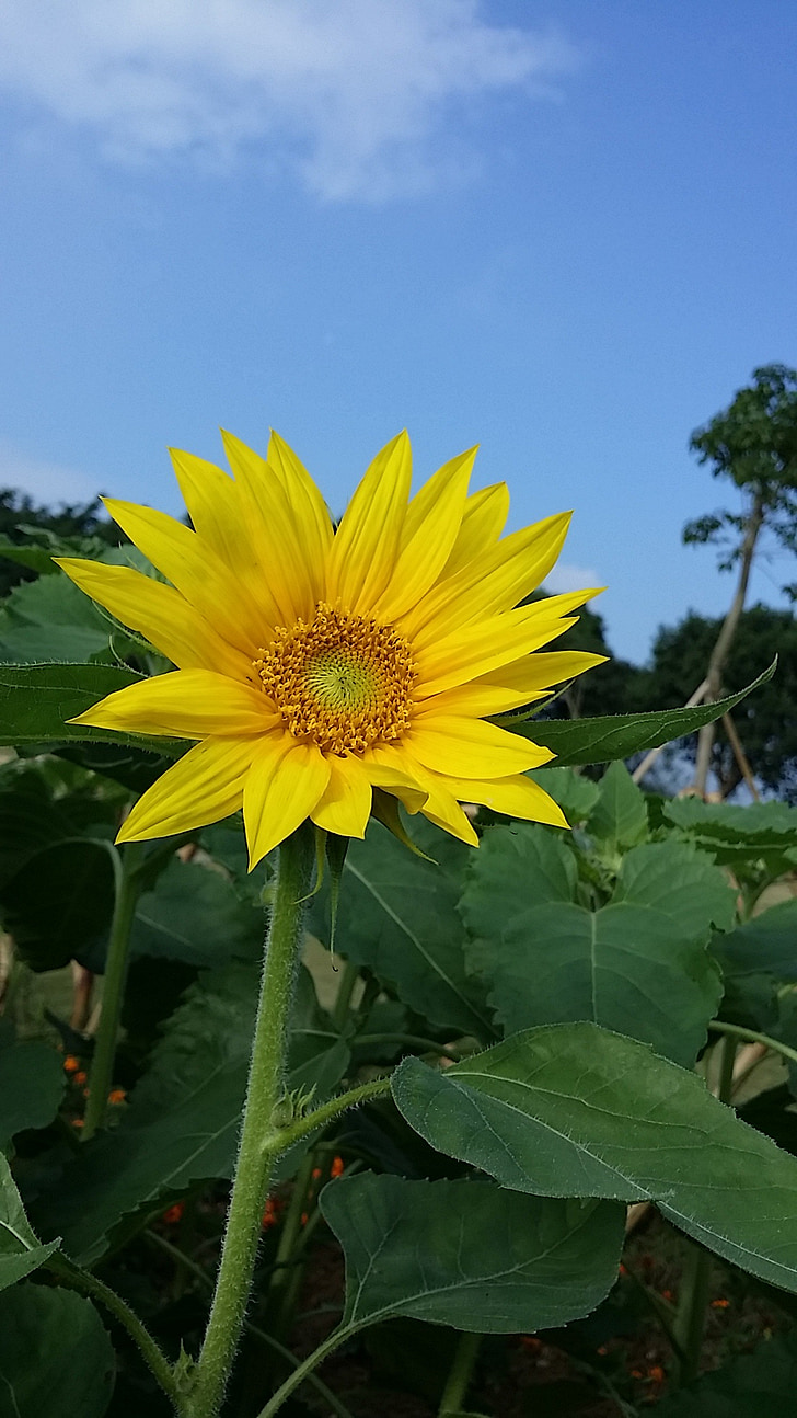 bunga matahari, langit biru, kuning