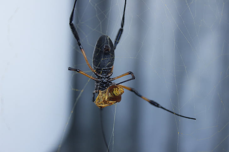 Spider, saalis, kangas, hyönteinen, hämähäkinverkko, arachnid, eläinten