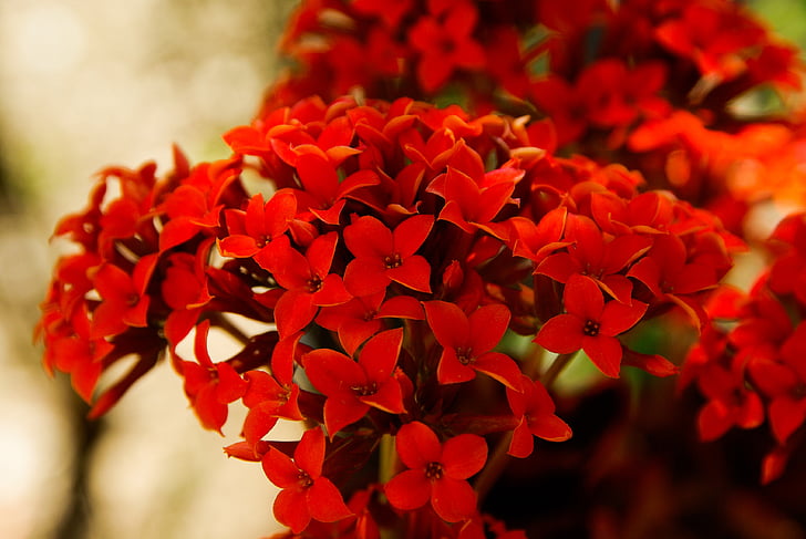 bunga, merah, Taman, tanaman, alam, bunga, Close-up