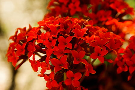 fiori, rosso, giardino, pianta, natura, fiore, Close-up