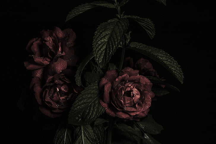 πρόσωπο, Προβολή, κόκκινο, τριαντάφυλλο, διακόσμηση, λουλούδι, λουλούδια