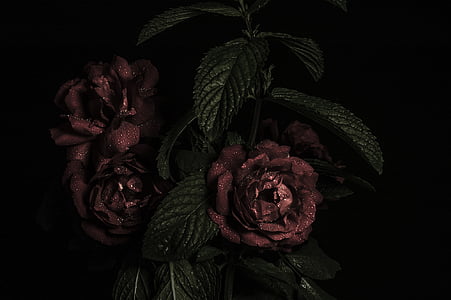 osoba, Rezultati, Crveni, ruža, dekor, cvijet, cvijeće