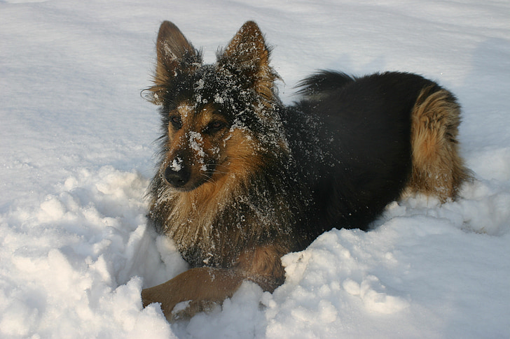 hond, winter, sneeuw, dier, hond in de sneeuw