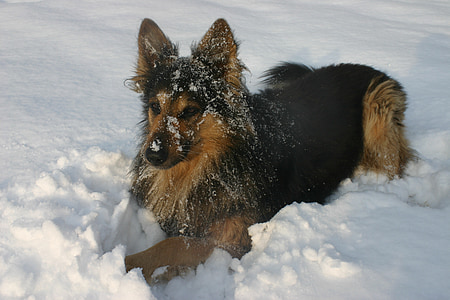 kutya, téli, hó, állat, kutya a hóban