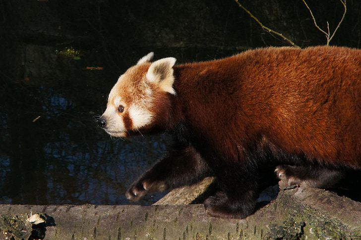 Panda, panda rojo, oso panda, depredador, en peligro de extinción