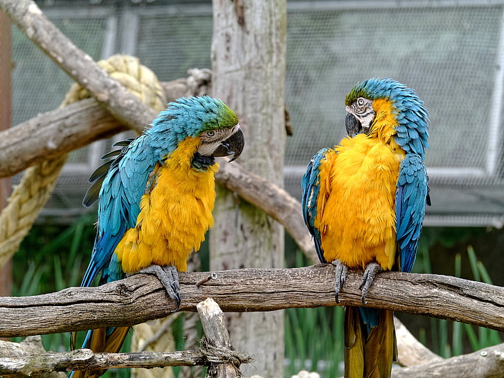conversation, birds, chat, social, bird, gold and blue macaw, parrot