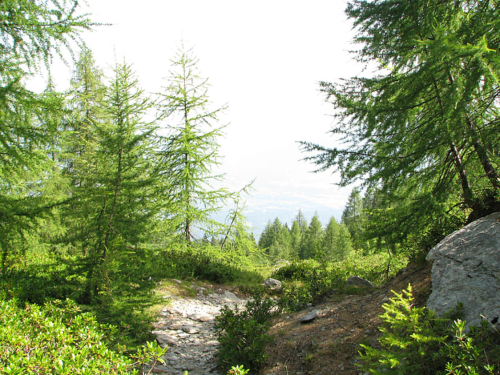 forest path, mountain path, migratory path, larch forest