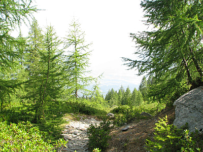 горски път, планинска пътека, миграционния път, лиственица гора