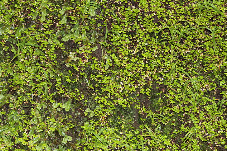 parete, verde, scalatore, pianta