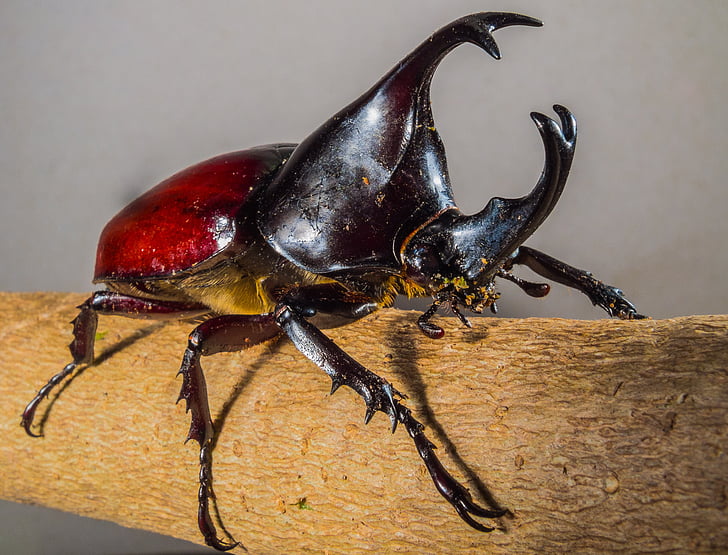 tropical beetles, rhinoceros beetle, riesenkaefer
