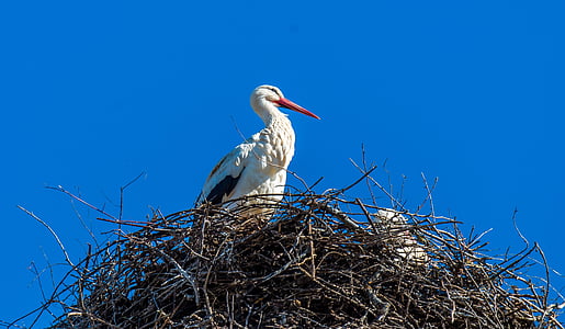 stork, nest, storchennest, bird, rattle stork, animals in the wild, animal wildlife