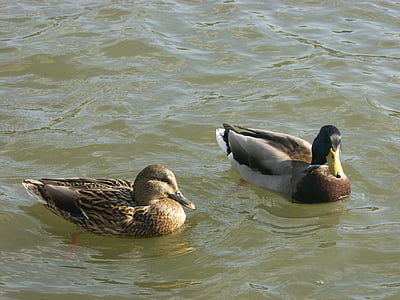 ducks, duck, wild, river, wisla, poland, water