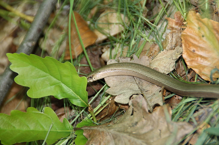 slow worm, snake, animal, oak