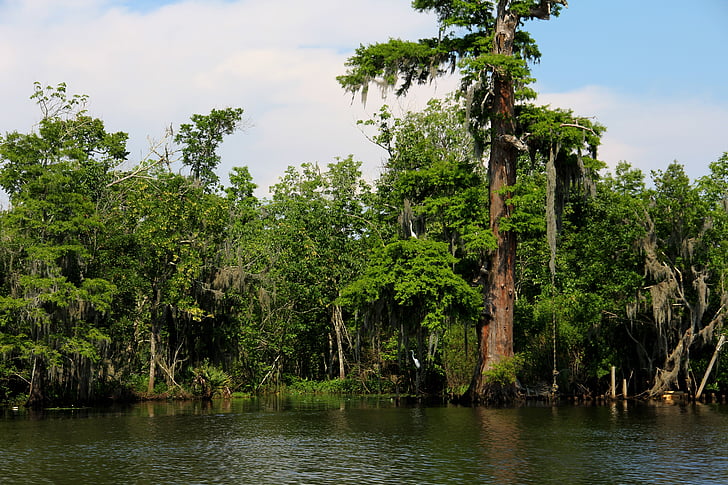träsket, Bayou, floden, vatten, Louisiana, södra, Cypress