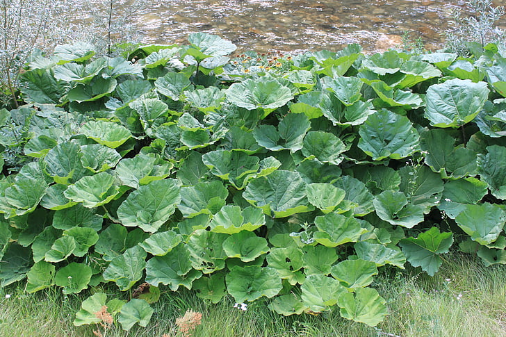 albus, butterbur, géant, Gorj, vert, hybridus, feuilles