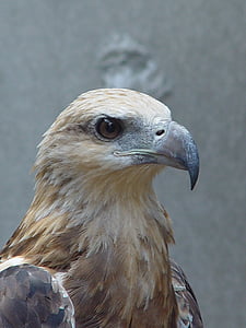 vita tailed eagle, Adler, fågel, rovfågel, Raptor, Stäng