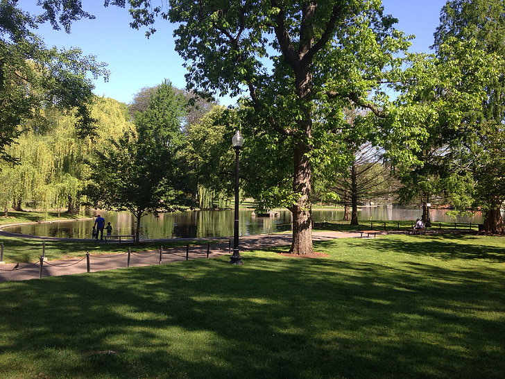 Park, Boston, Jezioro, na zewnątrz, drzewa, staw, Natura