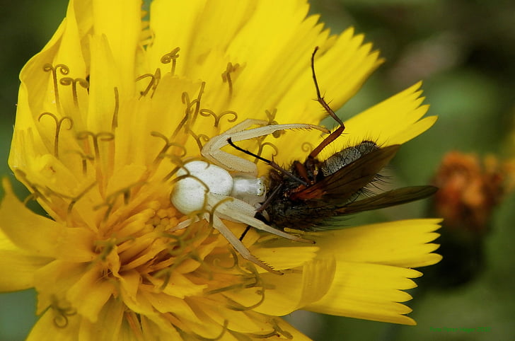 αράχνη «Κάβουρας», αράχνη διατροφικές μύγα, Τρώγοντας μύγα, λουλούδι μύγα, flowerfly, μύγα, floral
