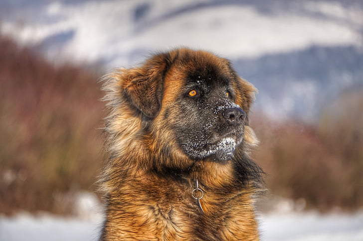 Leonberger, perro, invierno, Retrato, un animal, centrarse en primer plano, nieve