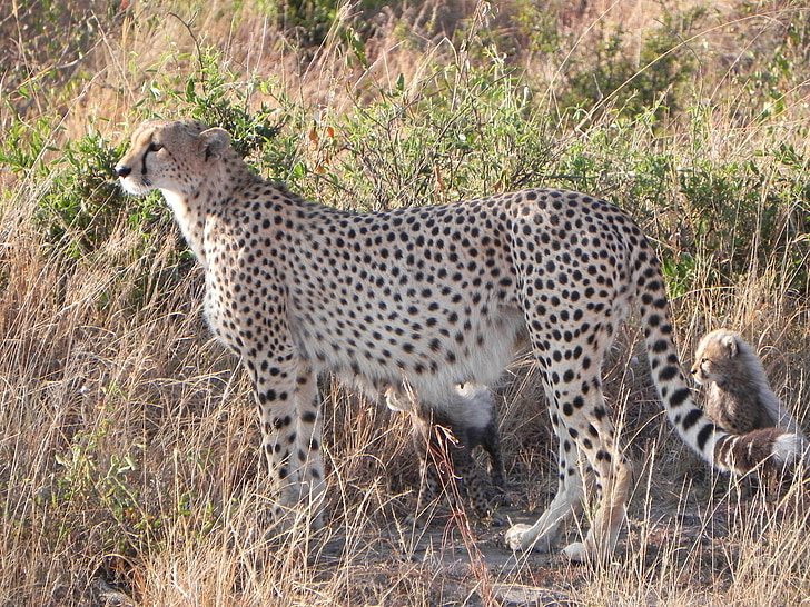 Cheetah, dieren, Kenia