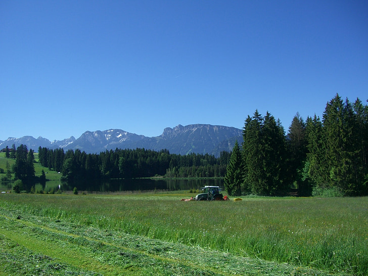 meadow, mow, grass, green, section, hay, kögel pond