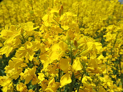 natural, Primavera, flores de estupro, amarelo