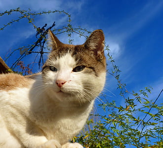 kočka, kočkovitá šelma, domácí zvíře, kočičí oči, zahrada, portrét, kočka domácí