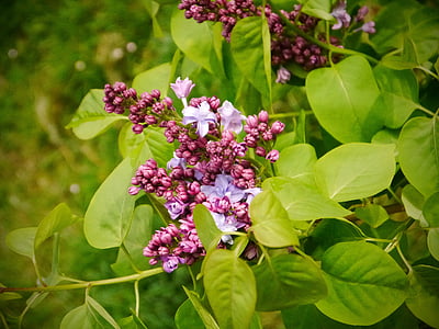 lilac, spring, blossom, purple, mother's day, fresh, rain