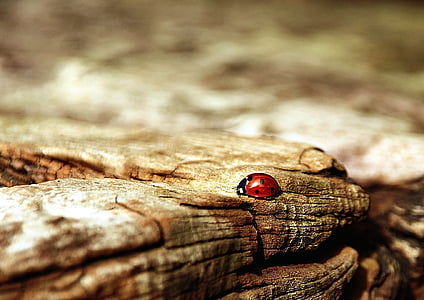 escarabat, insecte, Ladybird, Mariquita, macro, natura, close-up