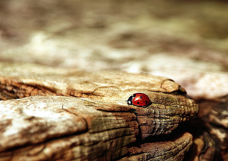 ladybug, brown, nature, beetle, insect, lucky charm, luck
