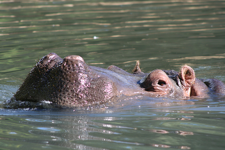 hipopótamo, animal, flora y fauna, África, Parque zoológico, Hippo, mamíferos