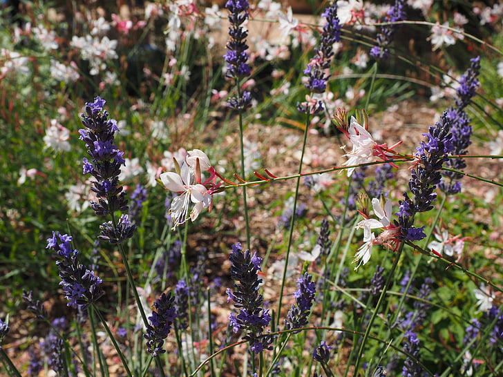 bloemen, plant, blauw, lavendel, wit, heerlijkheid kaars, Gaura lindheimeri
