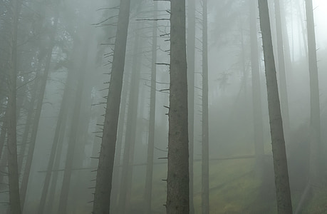 bosque, niebla, Mañana, niebla, fantasía, otoño, hojas