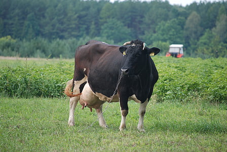 lehmä, lehmät, maito, eläinten, peto, Village, niitty