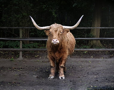 animal, bison, buffalo, bull, horns, zoo, cattle
