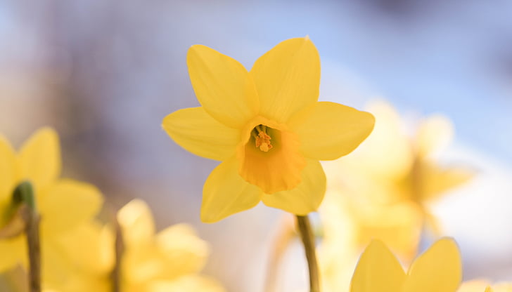 Narciso, flor, amarelo, flor, flor, flor amarela, flor de primavera