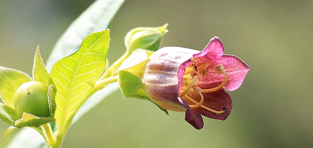 grande fiore di ciliegio, Belladonna, Atropa belladonna, pianta, Blossom, Bloom, bacca