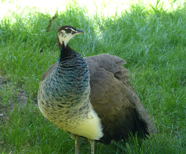 peacock hen, vigilant, pheasant-like, spring crown, unobtrusively