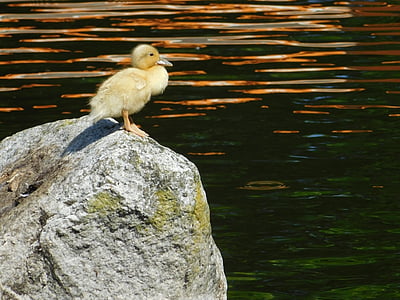 ördek yavrusu, Yalnız, su