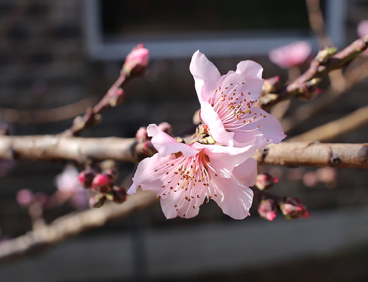 Peach blossoms, våren, blomstrende
