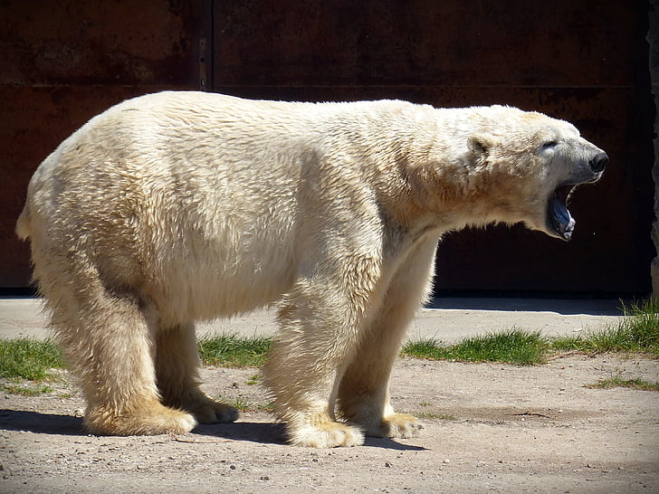 jegesmedve, medve, ragadozó, szőrme, fehér, Fehér Medve, fehér szőr