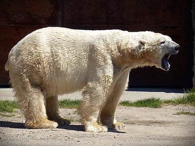 niedźwiedź polarny, Niedźwiedź, drapieżnik, futro, biały, biały niedźwiedź, białe futro