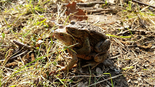 toad, amphibians, pairing, toad migration