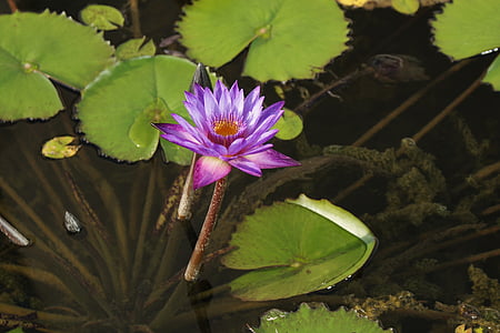 flower, aquatic plant, blossom, bloom, nature, purple, teichplanze