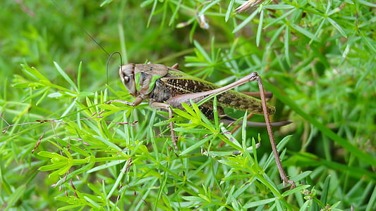 cicada, nature, insecta, grass, ground, green, insect