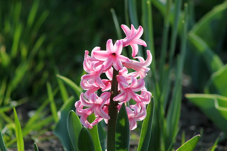 spring, flower, nature, plant, bloom, pink, hyacinth