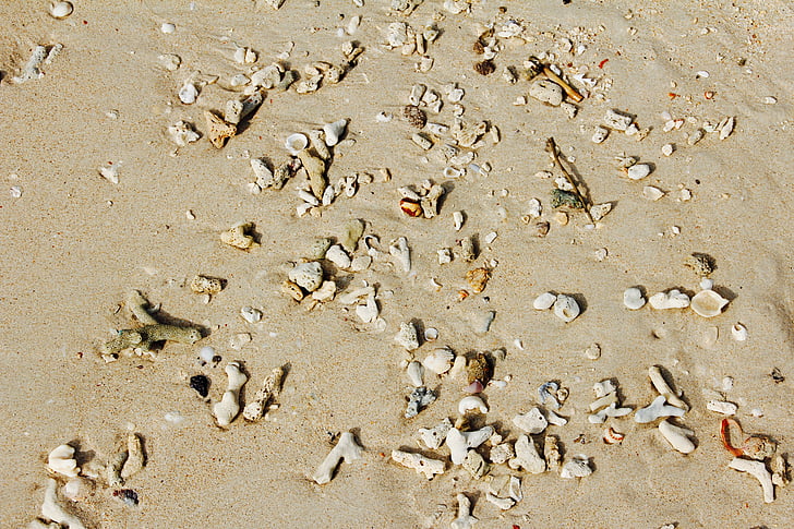 плаж, миди, море, камъче, камъни, пясък, черупки