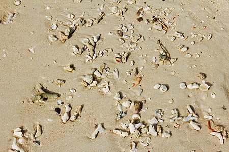 Beach, muslinger, havet, Pebble, sten, sand, skaller