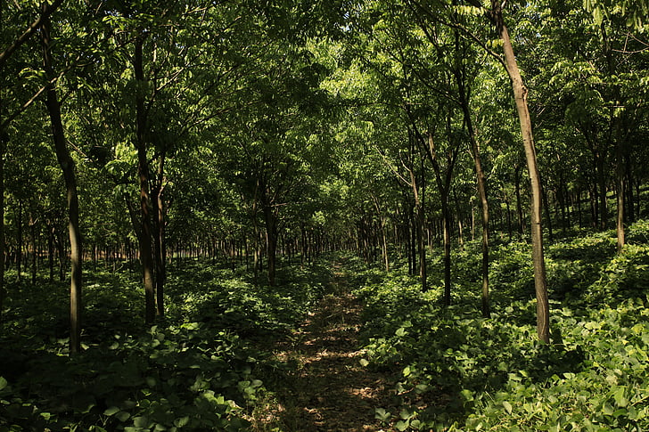hevea, rubber plantation, rubber, green nature